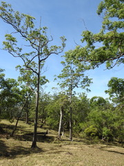 Eucalyptus urophylla