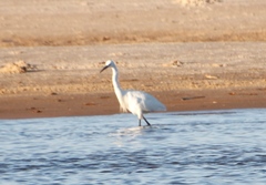 Egretta garzetta garzetta