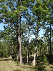 Eucalyptus urophylla