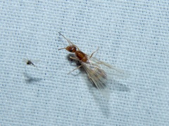 Dorymyrmex flavus