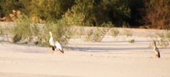 Mycteria ibis
