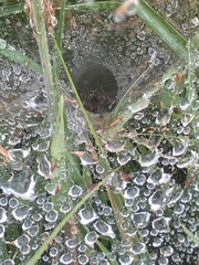 Agelena labyrinthica