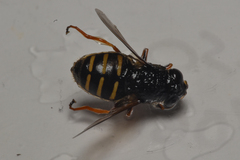 Sericomyia chalcopyga