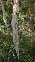Cortaderia selloana