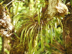 Ceratostylis
