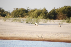 Mycteria ibis