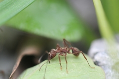Acromyrmex