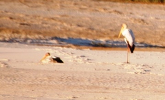 Mycteria ibis