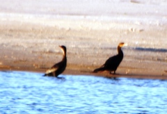 Phalacrocorax carbo lucidus