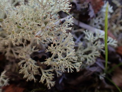 Cladonia arbuscula