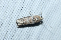 Sciota rubrisparsella