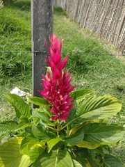 Megaskepasma