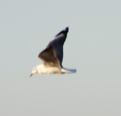 Chroicocephalus cirrocephalus poiocephalus