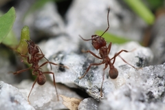 Acromyrmex