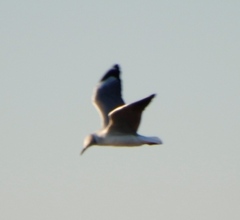 Chroicocephalus cirrocephalus poiocephalus