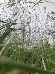 Agelena labyrinthica