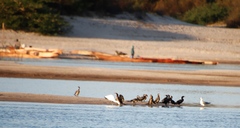 Phalacrocorax carbo lucidus