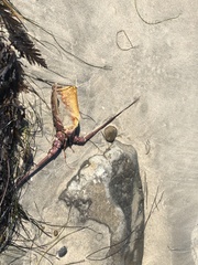 Panulirus interruptus