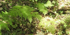 Macrothelypteris