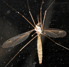 Tipula sayi