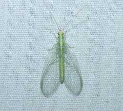 Chrysoperla rufilabris