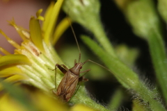 Phytocoris