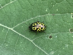 Zygogramma signatipennis