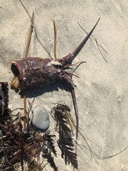 Panulirus interruptus