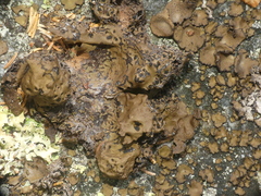 Umbilicaria muhlenbergii