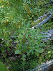 Rhododendron columbianum