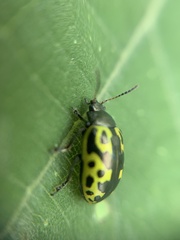 Zygogramma signatipennis