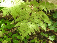 Macrothelypteris