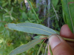 Rhododendron columbianum