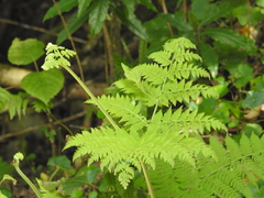Macrothelypteris