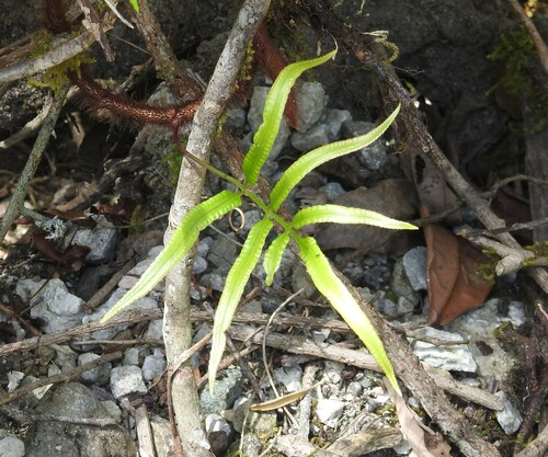 Davallia pentaphylla observed 2022-09-19