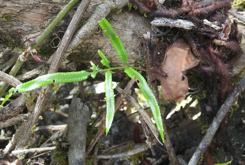 Davallia pentaphylla observed 2022-09-19