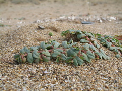 Euphorbia peplis
