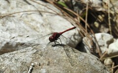 Trithemis lilacina