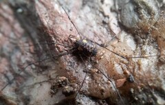 Nemastomella bacillifera