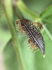 Anoplolepis gracilipes