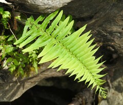Pteris vittata