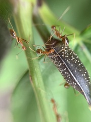 Anoplolepis gracilipes