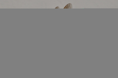 Sericomyia chalcopyga