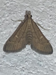 Dolicharthria punctalis