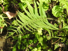 Pteris vittata