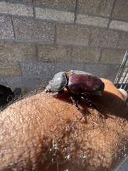 Strategus aloeus