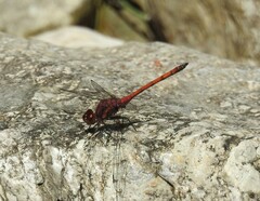 Trithemis lilacina