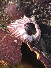 Megabalanus californicus