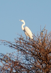 Ardea alba melanorhynchos