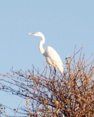 Ardea alba melanorhynchos